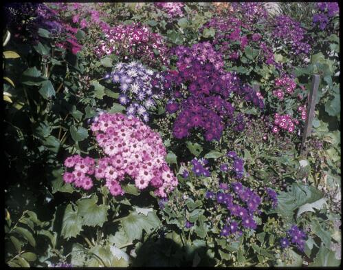 [Cineraria flowers, 1] [transparency] / [Frank Hurley]