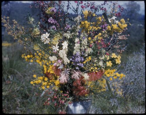[Bouquet of native flowers, 2] [transparency] / [Frank Hurley]