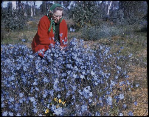 [Unidentified woman crouching beside some blue boys shrubs, 2] [transparency] / [Frank Hurley]