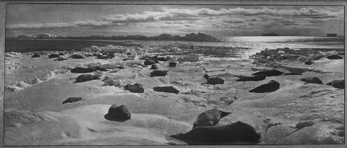 An illustration of life on the Mackellar Islets, Adelie Land [sea elephants and penguins, Australasian Antarctic Expedition, 1911-1914, 2] [picture] : [Antarctica] / [Frank Hurley]