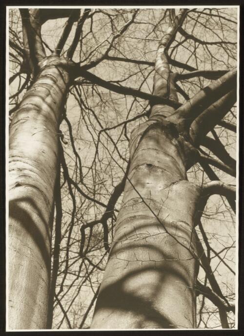 Birch trees in the park of Schloss Glienicke near Berlin, [Germany], 1937 [picture] / Wolfgang Sievers
