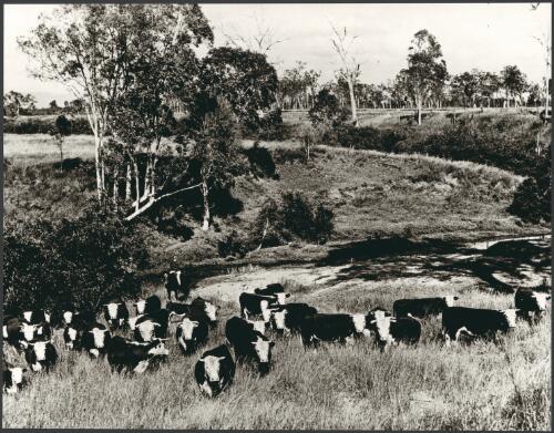 [Cattle in the Australian bush, 1973] [picture] / Wolfgang Sievers