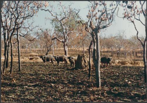 Buffaloes south of Darwin, Northern Territory, 1983 [picture] / Wolfgang Sievers