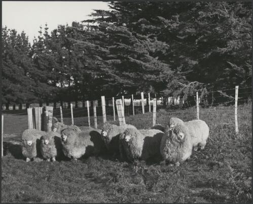 Sheep at the Associated Pulp and Paper Mills farm near Burnie, Tasmania, 1962 [picture] / Wolfgang Sievers