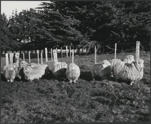 Sheep in a field at the Associated Pulp and Paper Mills farm near Burnie, Tasmania, 1962 [picture] / Wolfgang Sievers
