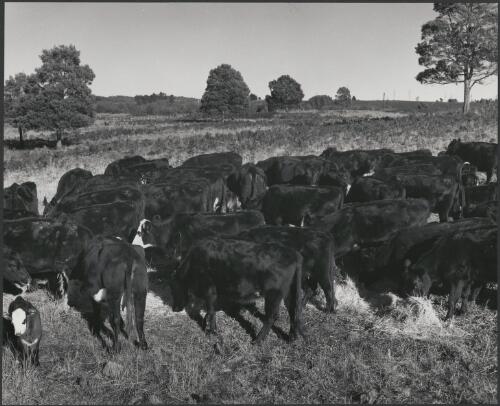 Aberdeen Angus cattle at the Associated Pulp and Paper Mills farm at Burnie, Tasmania, 1962 [picture] / Wolfgang Sievers