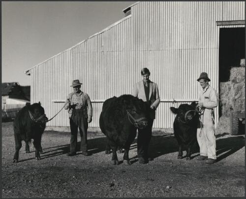 Three unidentified men each standing next to an Aberdeen Angus at the Associated Pulp and Paper Mills farm at Burnie, Tasmania, 1962 [picture] / Wolfgang Sievers