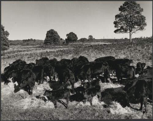 Aberdeen Angus cattle in a field at the Associated Pulp and Paper Mills farm at Burnie, Tasmania, 1962 [picture] / Wolfgang Sievers