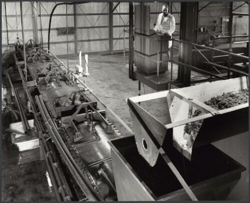 Grape processing at Orlando Winery, Rowland Flat, South Australia, 1966 [picture] / Wolfgang Sievers