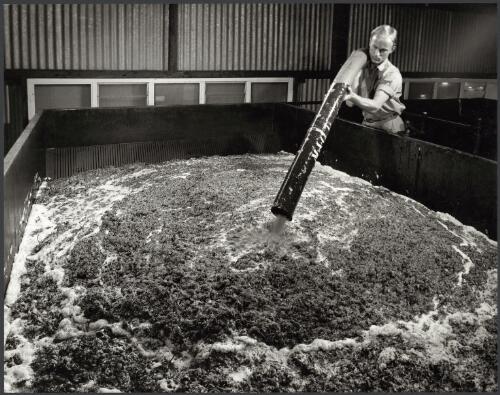 Filling up an open vat with grapes at Orlando Winery, Rowland Flat, South Australia, 1966 [picture] / Wolfgang Sievers