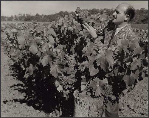 Colin Gramp of Orlando vineyards, Rowland Flat, Barossa Valley, South Australia, 1959 [picture] / Wolfgang Sievers