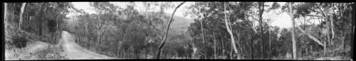 Panorama of a bush track in the Careel Bay area, Pittwater, New South Wales [picture] / EB Studios