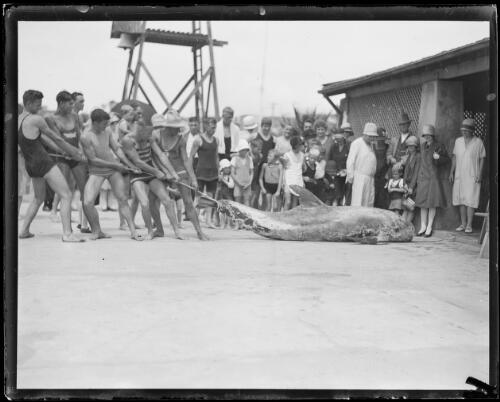 Men hauling a whale as a crowd looks on at Dee Why, Sydney, ca. 1930 [picture]