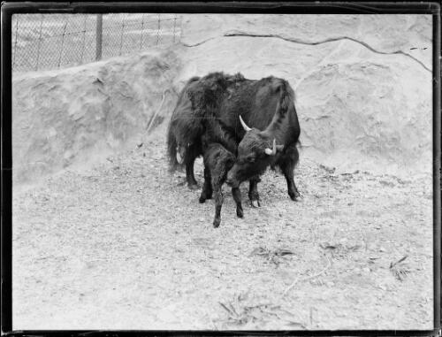 Wildebeest calf suckling from its mother at Taronga Zoo, Sydney, ca. 1930s, 1 [picture]