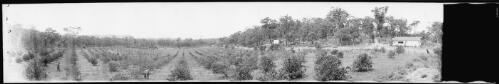 Panorama of Waratah Farm Orchard, Ingleside, New South Wales [picture] / EB Studios