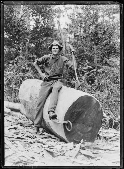Man sitting on a walnut log in forest, Queensland, 1929 [picture] / Herbert. H. Fishwick