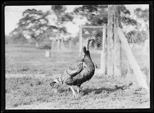 Turkey hen in a pen at a farm, New South Wales, ca. 1930s, 2 [picture]