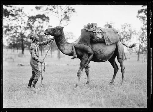 Soldier from the Imperial Camel Corps practises mounting a standing camel, Menangle Park, New South Wales, 1916 [picture]
