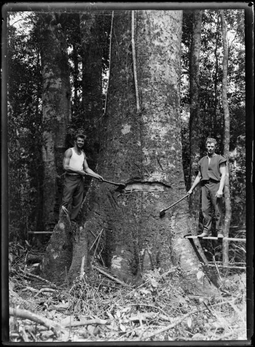 Brothers Charlie and Marshall Winkel felling a walnut tree in the Atherton Tablelands, Queensland, 1929 [picture] / Herbert, H. Fishwick