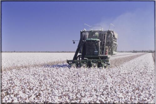 Modern picker machinery harvesting Upland cotton, Bourke, New South Wales, approximately 1995 / Robin Smith