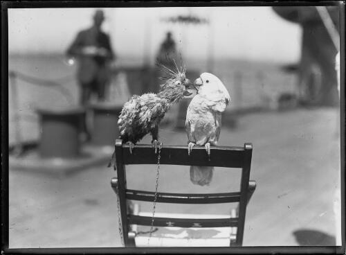 Cockatoo perched on the back of a chair with another bedraggled and chained cockatoo, New South Wales, ca. 1930s [picture]