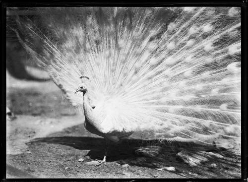 Peacock displaying his feathers, New South Wales, ca. 1930s [picture]