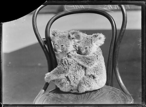 Two koalas hugging on a chair, New South Wales, ca. 1930 [picture] / Herbert H. Fishwick