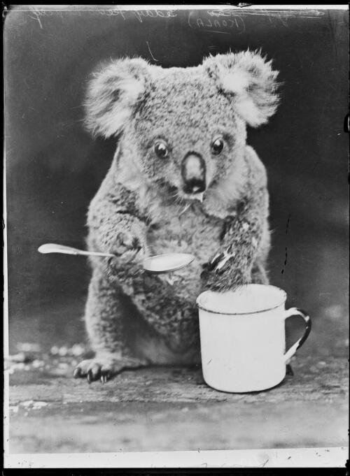 Koala holding a spoon and mug, New South Wales, ca. 1930 [picture] / Herbert H. Fishwick