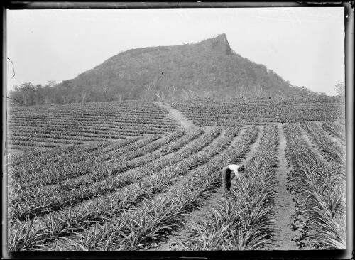 J. McLennan checks the crops on his property, Mimosa, near Temora, New South Wales, 1935 [picture] / Herbert H. Fishwick