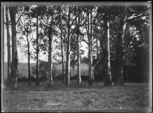 Moonlight scenes of a row of trees, New South Wales, ca. 1930 [picture]