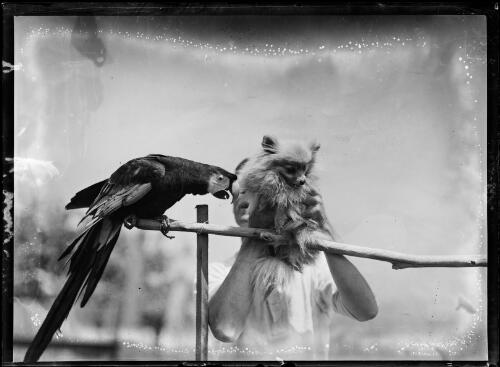 Man holding up a dog in front a parrot on a rail, New South Wales, ca. 1920 [picture]