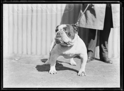 Study of a bull dog, New South Wales, ca. 1930s [picture]
