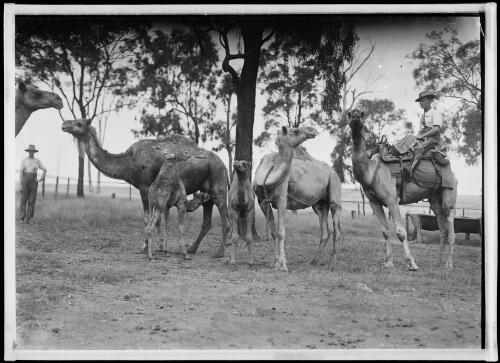 Camel Corps soldier sitting on a camel beside two mother camels and their calves, Menangle Park, New South Wales, 1916 [picture]