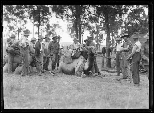Soldiers observing a man saddling a camel at camel corps training, Menangle Park, New South Wales, 1916 [picture]