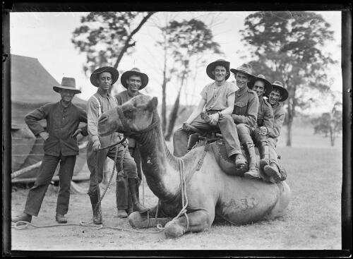 Four camel corps soldiers on the back of a sitting camel during training at Menangle Park, New South Wales, 1916 [picture]