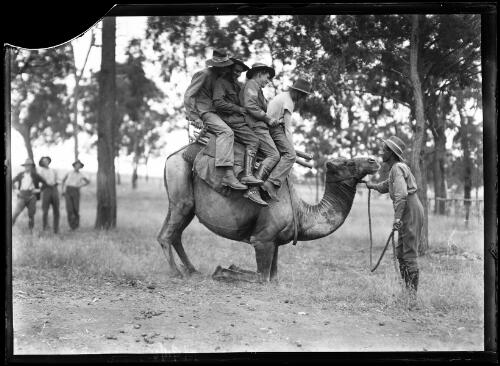 Four camel corps soldiers on the back of a standing camel at training at Menangle Park, New South Wales, 1916 [picture]