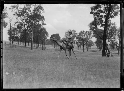 Soldier riding a camel as part of the Camel Corps training at Menangle Park, New South Wales, 1916 [picture]