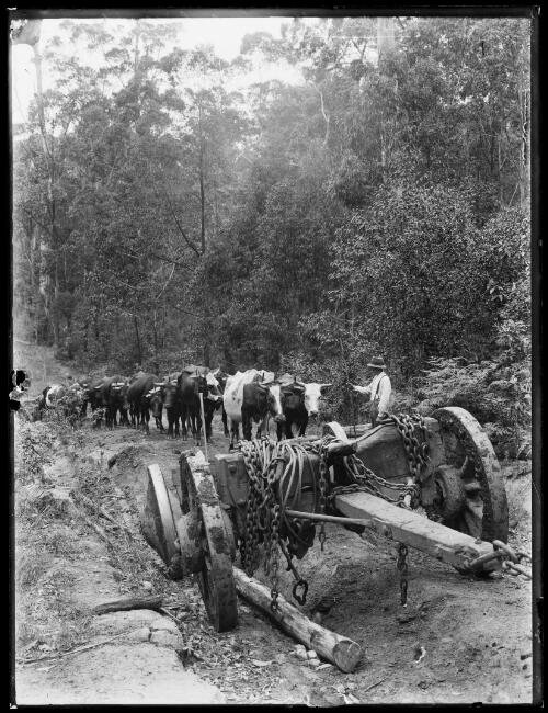Bullocky and bullock team, New South Wales, 1910 [picture] / George Bell