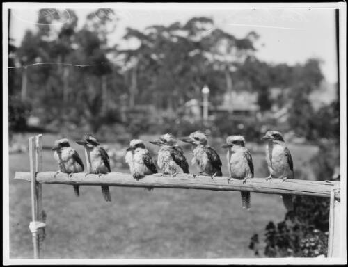 Line of kookaburras sitting on a wooden perch, New South Wales, 1909 [picture] / George Bell