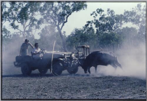 Feral buffalo being captured for export on Ban Ban Springs Station, Northern Territory, 1970, 1 / Robin Smith