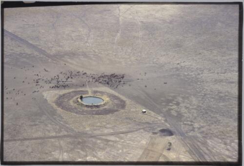 Aerial view of cattle gathered around a water hole on Brunette Downs Station, Northern Territory, 1985 / Robin Smith
