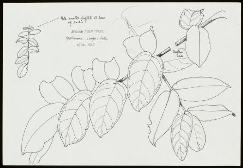 Spathodea campanulata P.Beauv., family Bignoniaceae, Queensland?, approximately 2002, 1 / William T. Cooper