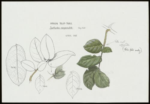 Spathodea campanulata P.Beauv., family Bignoniaceae, Queensland?, May 2002 / William T. Cooper