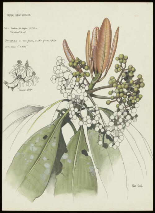 Botanical and wildlife artworks, 1970-2015 / William T. Cooper