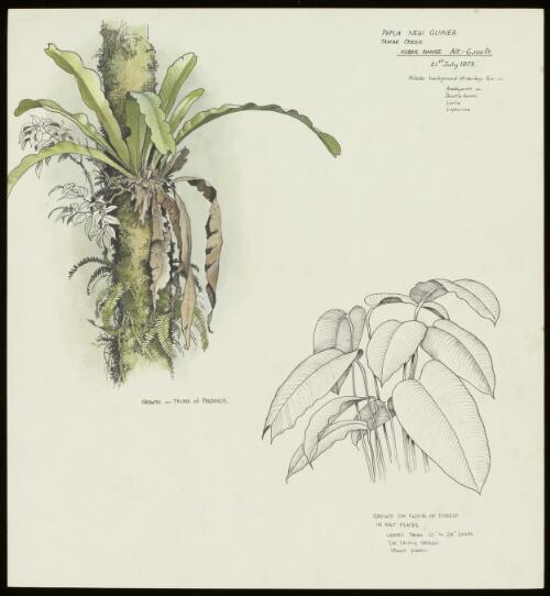 Asplenium sp., family Aspleniaceae and Philodendron sp.? family Araceae, Tamak Creek, Papua New Guinea, 21 July 1973 / William T. Cooper