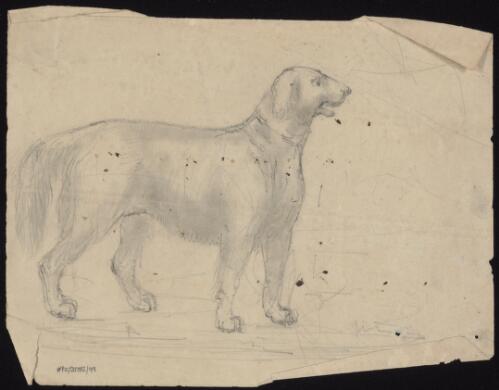 Canine study, approximately 1852, 1 / Thomas Balcombe