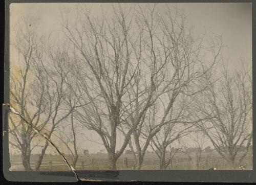 Bare trees in a landscape, Swan Hill, Victoria, approximately 1909 / Lillian Louisa Pitts