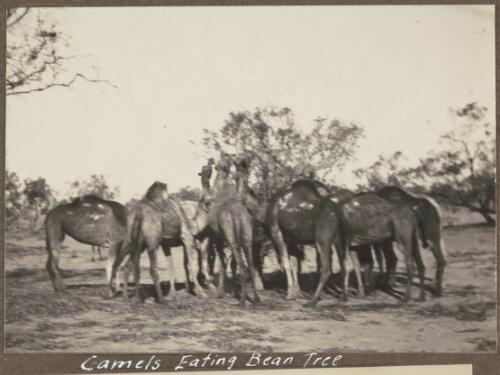 Camels eating a bean tree, South Australia, 1922 / Alexander Lorimer Kennedy
