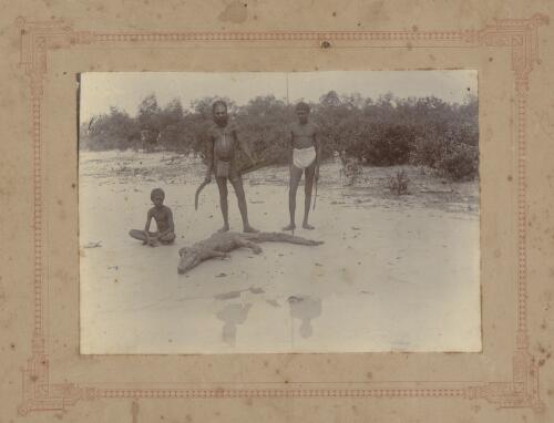 Two Aboriginal Australian men and one Aboriginal Australian boy with a dead salt water crocodile, Kimberly region, Western Australia, approximately 1905