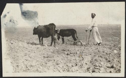 Man using a plough harnessed to two cattle, Gaza Strip, approximately 1917